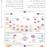AGK راهنمای اطلس رنگی ایمنی شناسی