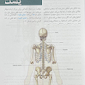 QRS خلاصه آناتومی گری برای دانشجویان