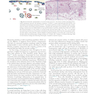 Firestein & Kelley’s Textbook of Rheumatology, 12th Edition 2025