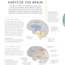 The Brain Fitness Book: Activities and puzzles to keep your mind active and healthy