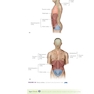 Loose Leaf for Anatomy, Physiology, & Disease: Foundations for the Health Professions 3rd Edition