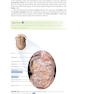 Loose Leaf for Anatomy, Physiology, & Disease: Foundations for the Health Professions 3rd Edition