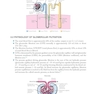 Clinical Handbook of Nephrology 1st Edition