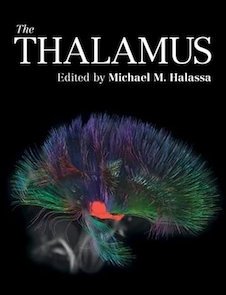 عکس The Thalamus