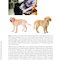 A Fully Illustrated Handbook on Clinical Diagnostic Processes in Canine Medicine