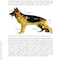 A Fully Illustrated Handbook on Clinical Diagnostic Processes in Canine Medicine