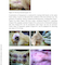 A Fully Illustrated Handbook on Clinical Diagnostic Processes in Canine Medicine