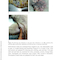 A Fully Illustrated Handbook on Clinical Diagnostic Processes in Canine Medicine