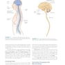 Clinical Neuroanatomy, 30th Edition