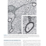 Clinical Neuroanatomy, 30th Edition