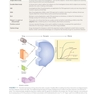 Katzung’s Pharmacology Examination & Board Review, 14th Edition