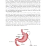 The SAGES Manual of Metabolic and Bariatric Surgery Third Edition