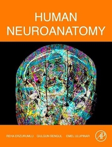 عکس Human Neuroanatomy 1st Edition