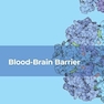 Blood-Brain Barrier