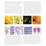 Neuroscience 7th Edition