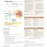 Algorithms in Infertility and Reproductive Medicine