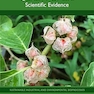 Ashwagandha for Quality of Life: Scientific Evidence  1st Edition