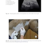 Ultrasound-Guided Procedures in Equine Orthopedics and Surgery
