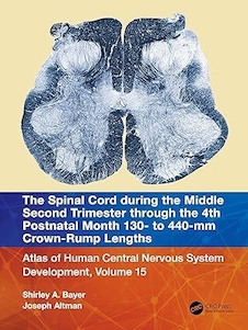 عکس The Spinal Cord during the Middle Second Trimester through the 4th Postnatal Month 130- to 440-mm Crown-Rump Lengths