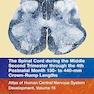 The Spinal Cord during the Middle Second Trimester through the 4th Postnatal Month 130- to 440-mm Crown-Rump Lengths