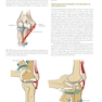 Neumann’s Kinesiology of the Musculoskeletal System 4th Edition