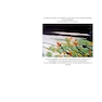 Histology and Cell Biology: An Introduction to Pathology 6th Edition
