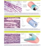 Histology and Cell Biology: An Introduction to Pathology 6th Edition