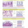 Histology and Cell Biology: An Introduction to Pathology 6th Edition