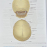آناتومی بالینی اسنل سر و گردن 2025 جلد سوم