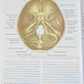 آناتومی بالینی اسنل سر و گردن 2025 جلد سوم