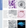 Diagnostic Pathology: Normal Histology 3rd Edition