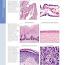 Diagnostic Pathology: Normal Histology 3rd Edition