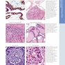 Diagnostic Pathology: Normal Histology 3rd Edition