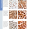 Diagnostic Pathology: Normal Histology 3rd Edition