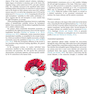 Cerebral Asymmetries