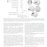 Cerebral Asymmetries