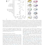 Cerebral Asymmetries