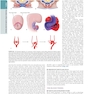 The Principles of Harrison’s Internal Medicine: Cardiovascular Diseases 2026