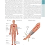 The Principles of Harrison’s Internal Medicine: Cardiovascular Diseases 2026