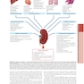 The Principles of Harrison’s Internal Medicine: Kidney and Urinary Tract Diseases 2026