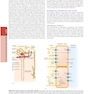 The Principles of Harrison’s Internal Medicine: Kidney and Urinary Tract Diseases 2026