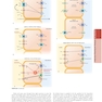 The Principles of Harrison’s Internal Medicine: Kidney and Urinary Tract Diseases 2026