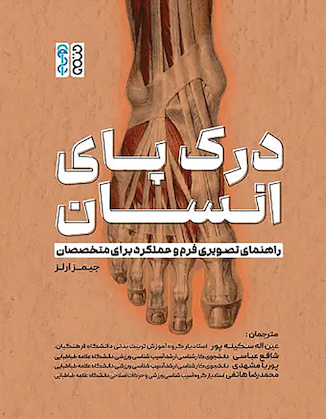 عکس درک پای انسان: راهنمای تصویری فرم و عملکرد برای متخصصان