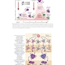 Cellular and Molecular Immunology 11th Edition
