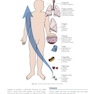 Procedures in Phlebotomy 5th Edition