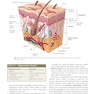 Procedures in Phlebotomy 5th Edition