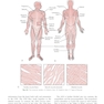 Procedures in Phlebotomy 5th Edition