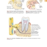 Foundations of Periodontics for the Dental Hygienist