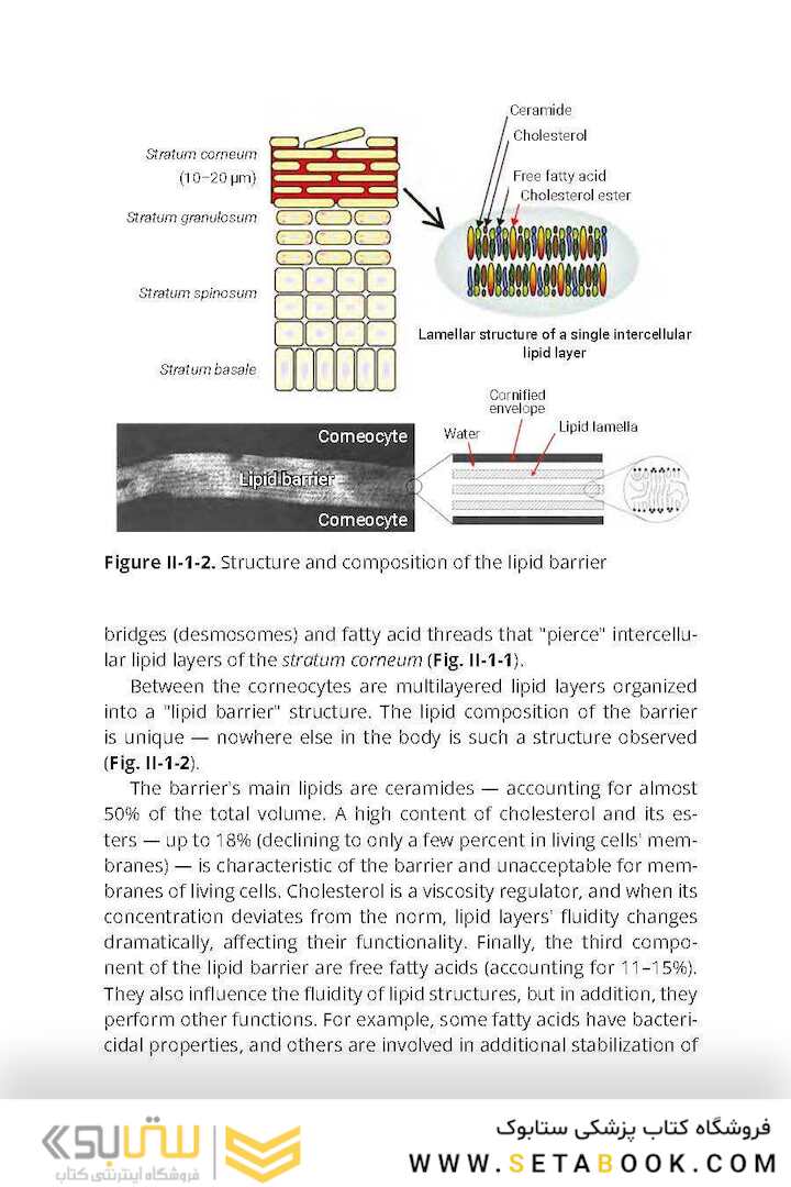 Comprehensive Cosmetic Skincare in Cosmetic Dermatology & Skincare Practice