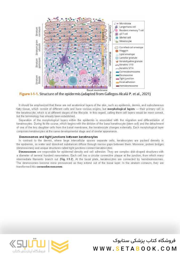 Dry Skin, Atopic Dermatitis, and Psoriasis in Cosmetic Dermatology & Skincare Practice